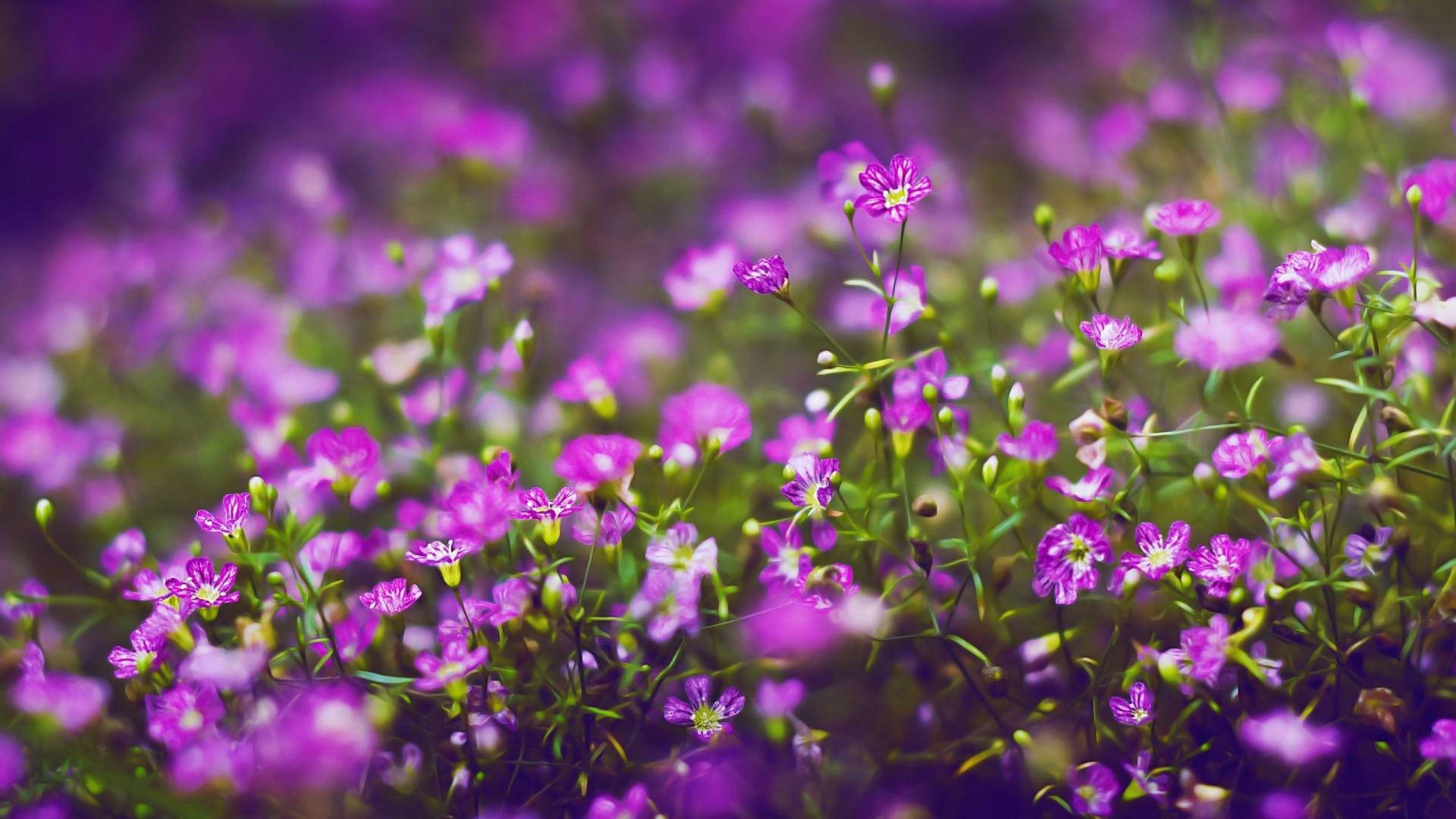 A Beautiful Purple Flower In Full Bloom Wallpaper