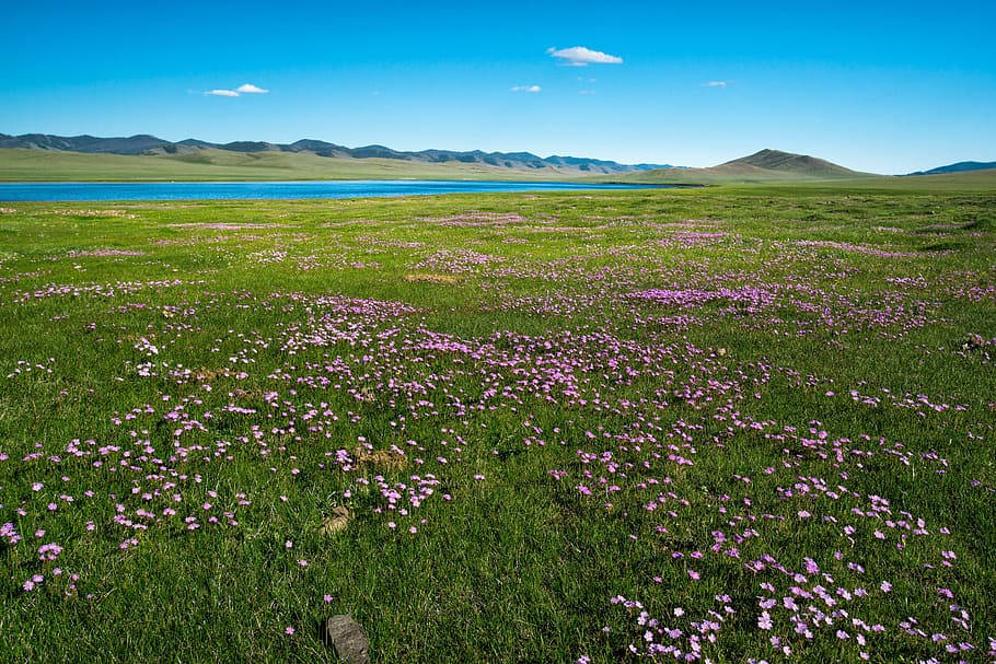 Campode Flores Moradas De Mongolia Fondo de pantalla