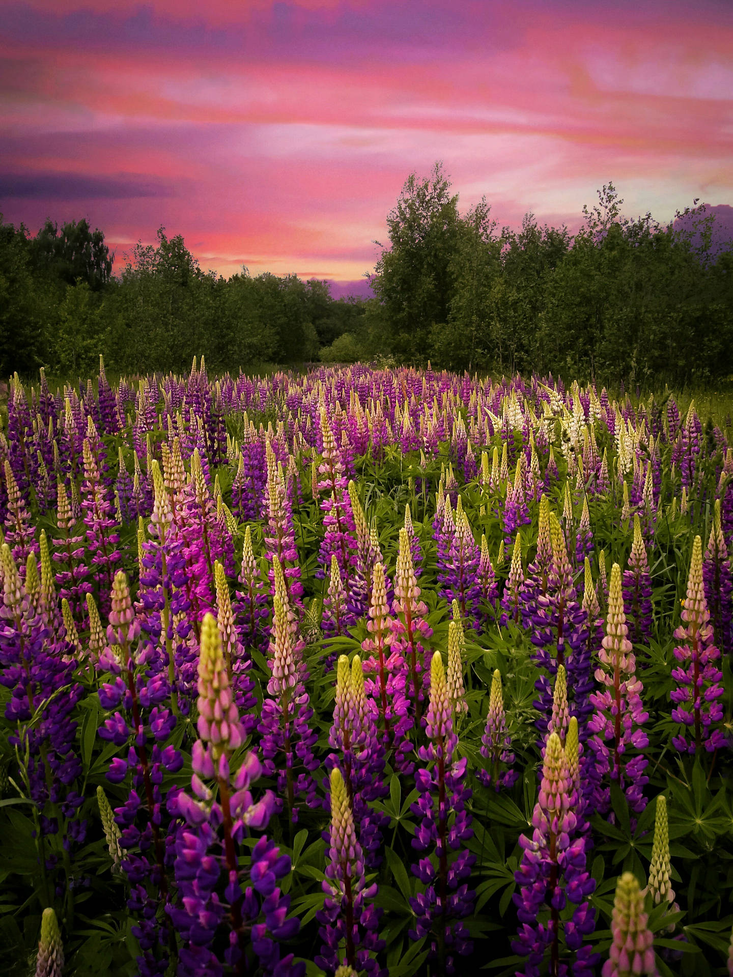 Purple Flower Field Picture Wallpaper