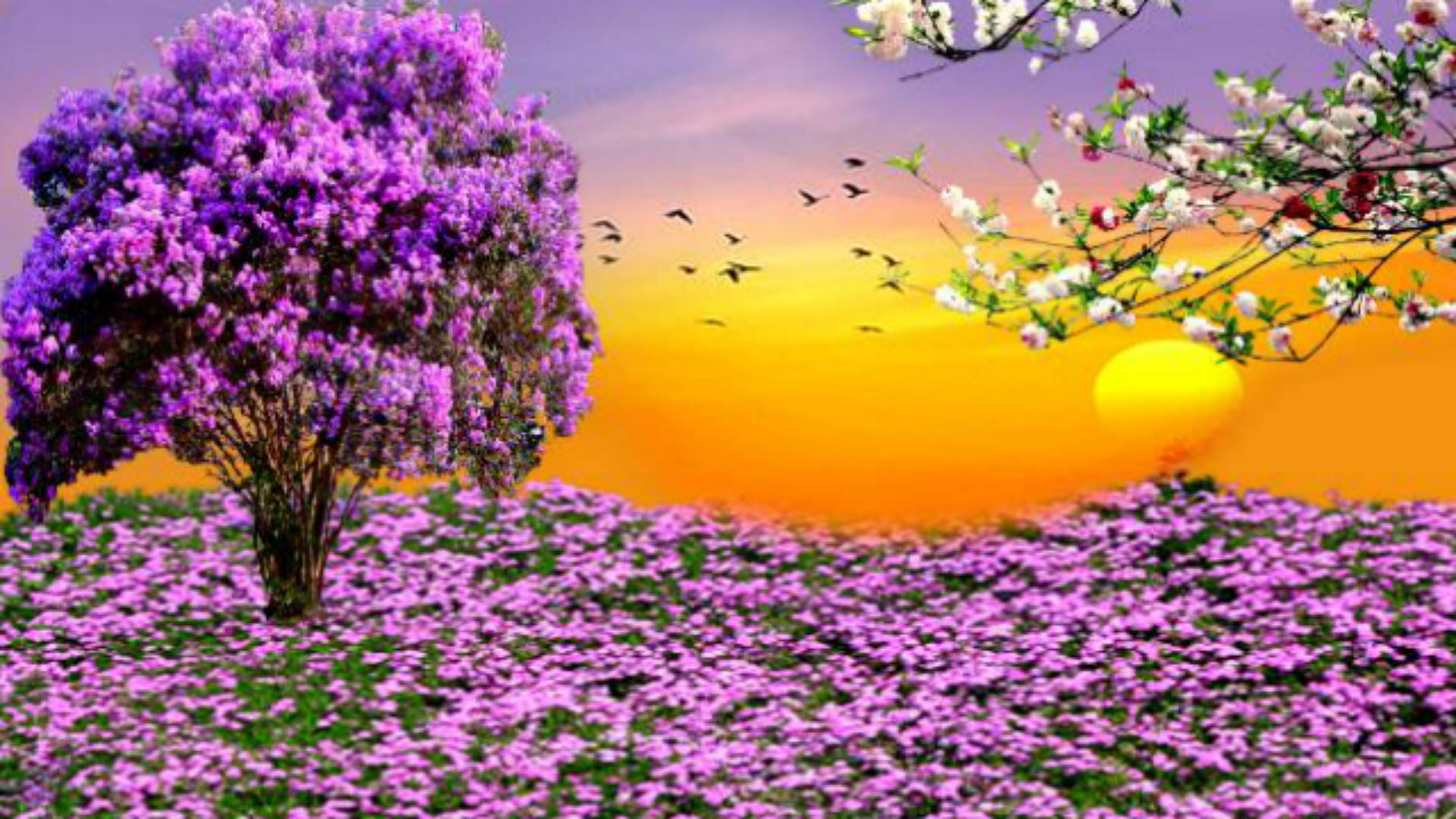 Purple Flower Garden During Sunset Wallpaper