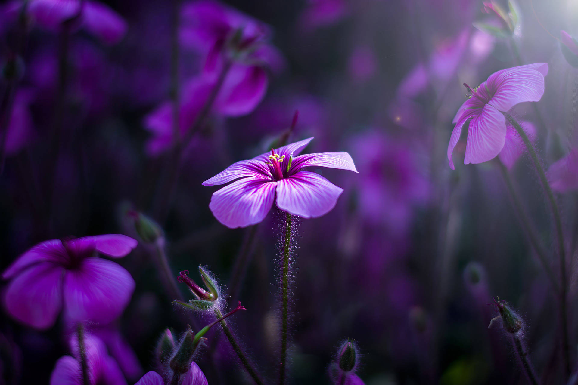 Purple Flower Getting Sunlight Wallpaper