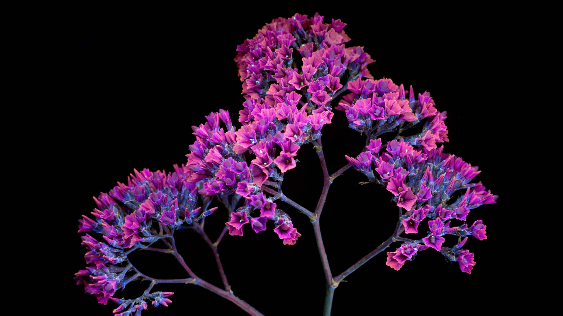 Purple Flower Growing On Trees Wallpaper
