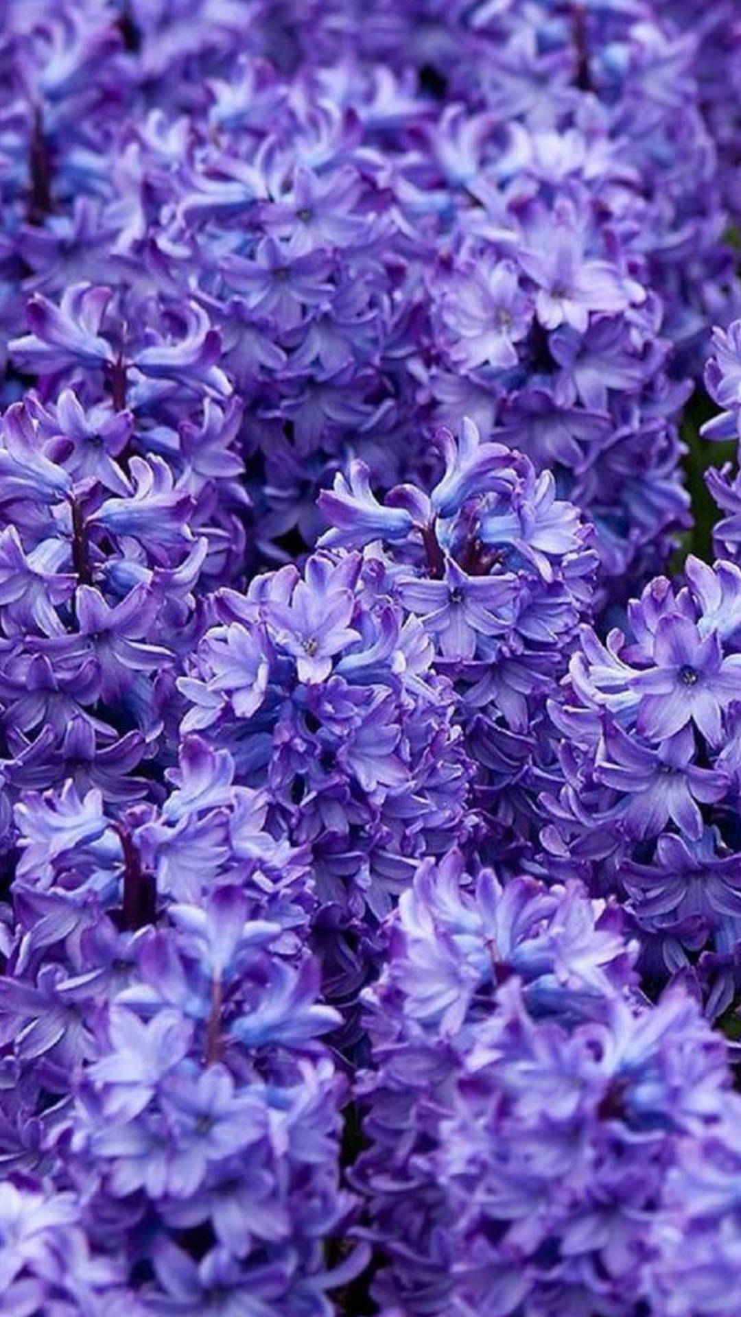 Purple Flower Wallpaper For Iphone  Purple flowers wallpaper Flower  iphone wallpaper Iphone wallpaper violet