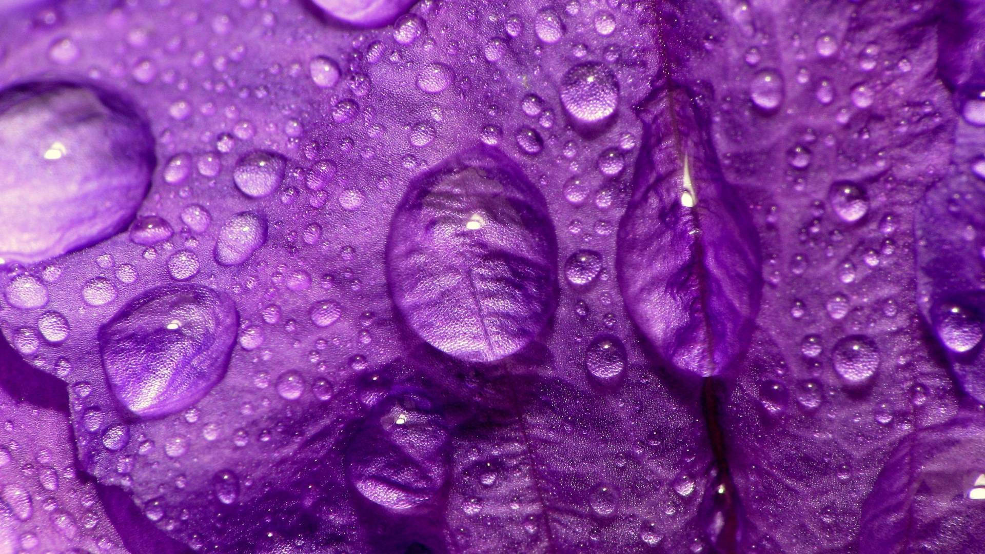 Water Droplets On A Purple Flower Laptop Wallpaper