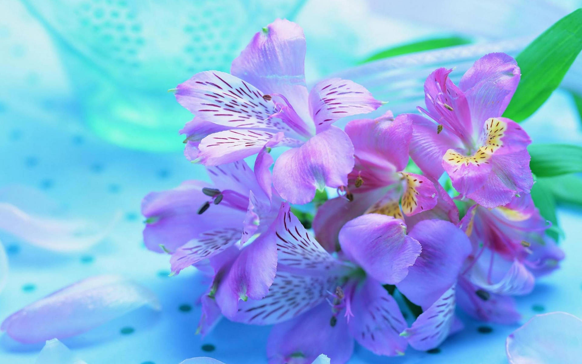 Get your work done in style with this beautiful purple flower laptop Wallpaper