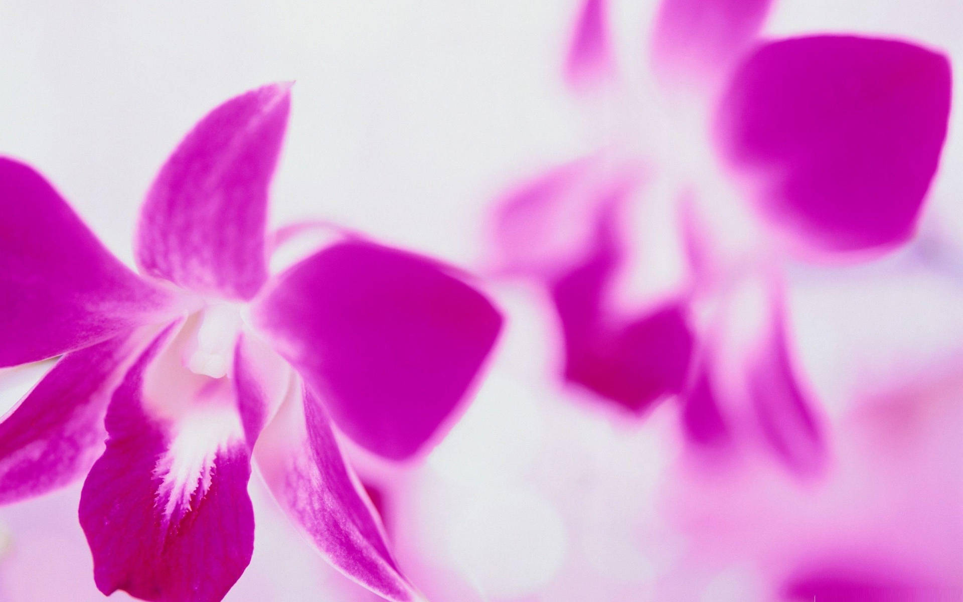 Laptopmit Lila Orchideenblumen. Wallpaper