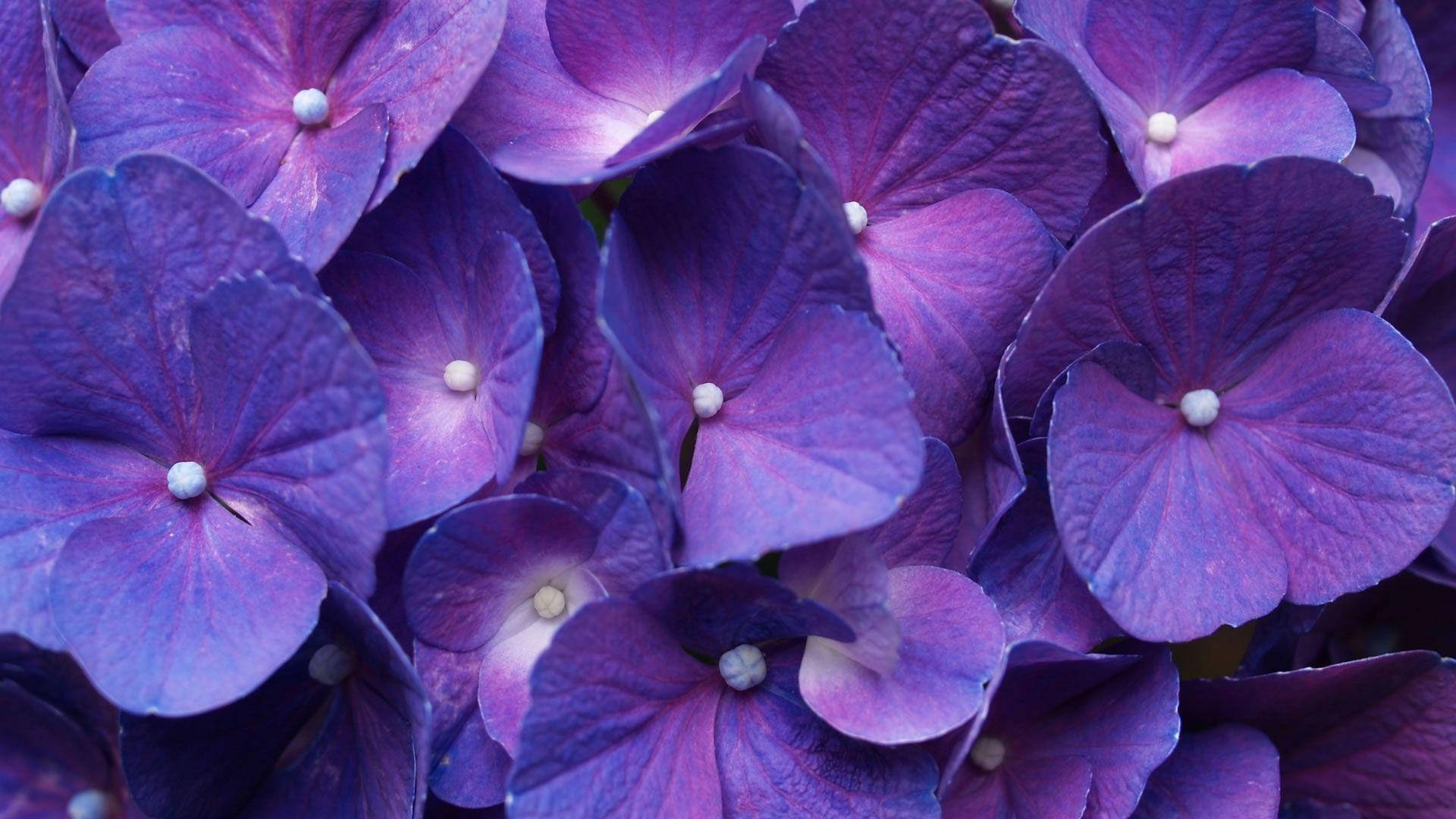 Fondode Pantalla De Laptop Con Flores De Hortensias Francesas De Color Púrpura Fondo de pantalla