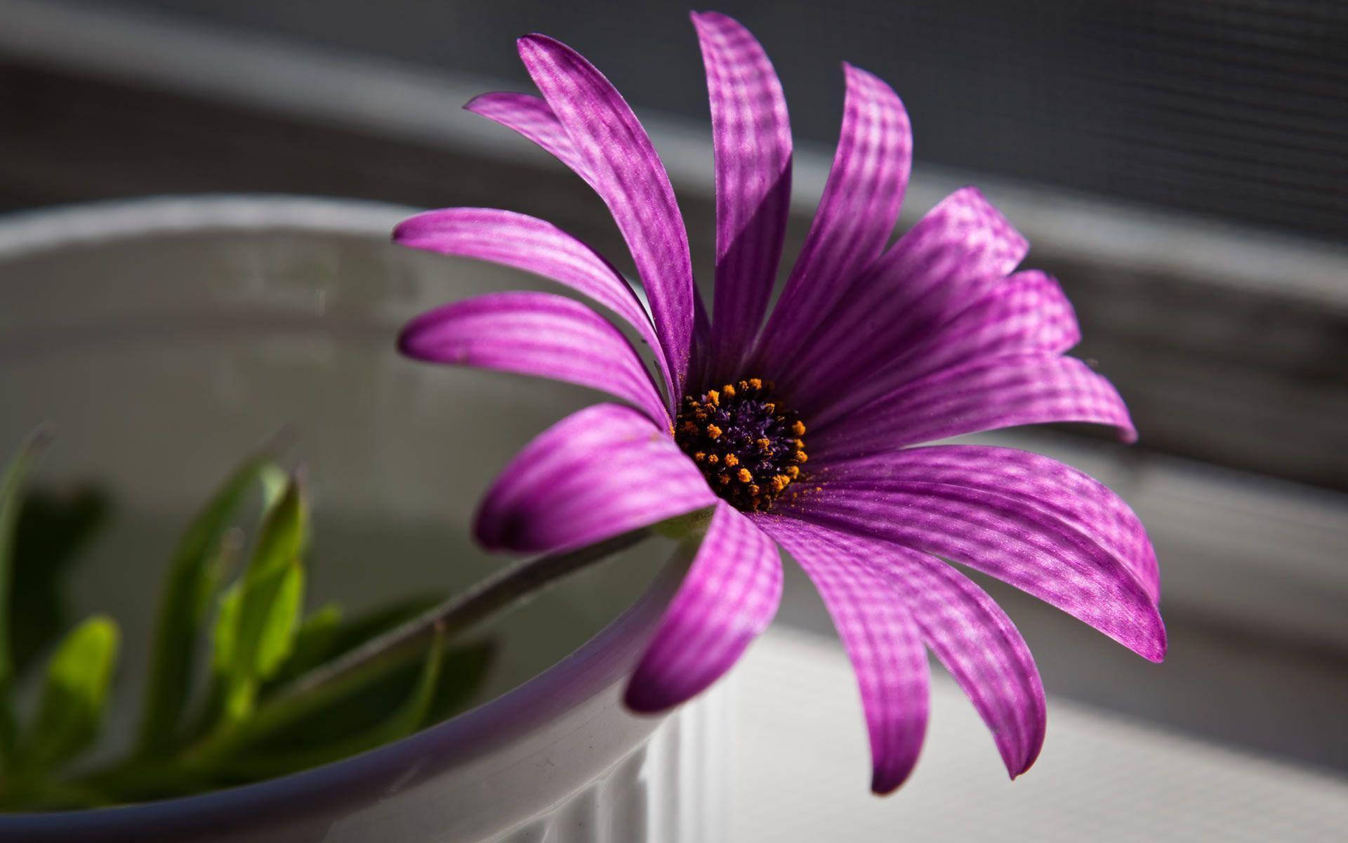 Blooming Purple Flower Laptop Wallpaper