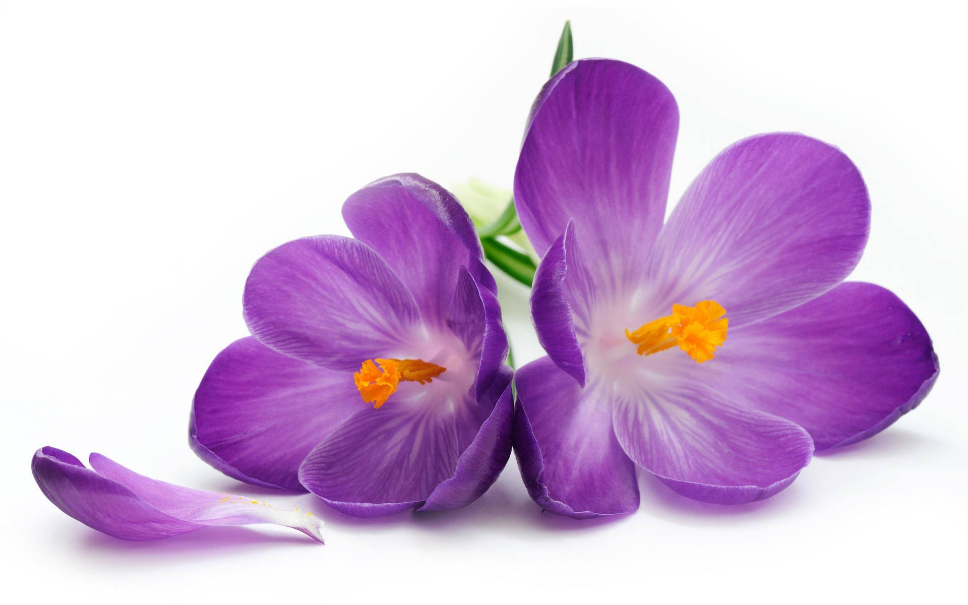 Purple Crocus Flower Petals Laptop Wallpaper