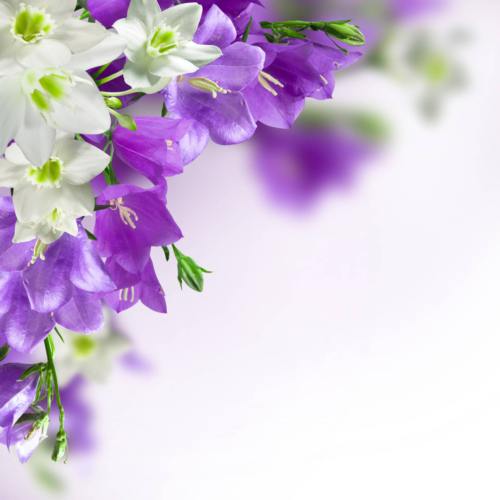 Purple And White Harebell Flower Laptop Wallpaper