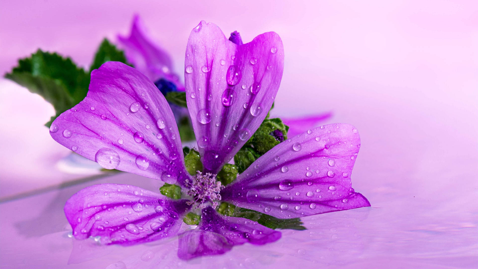 Purple Flower On Purple Surface Wallpaper