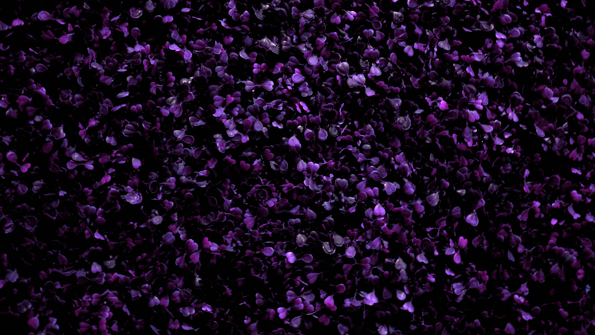 Purple Flower Petals Wallpaper