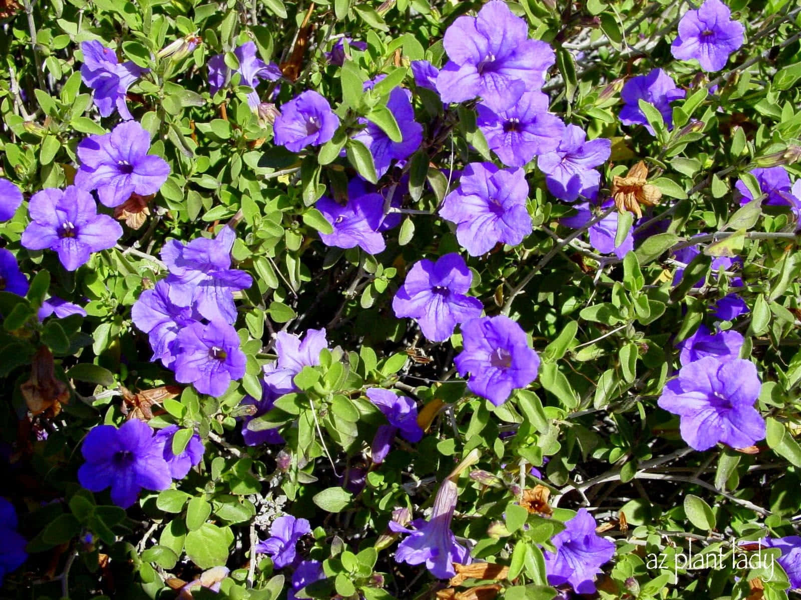 Fantastic Purple Flower in Bloom