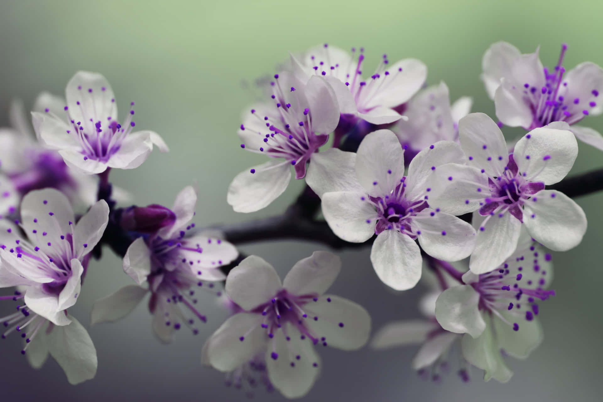 A Beautiful Purple Flower in Bloom