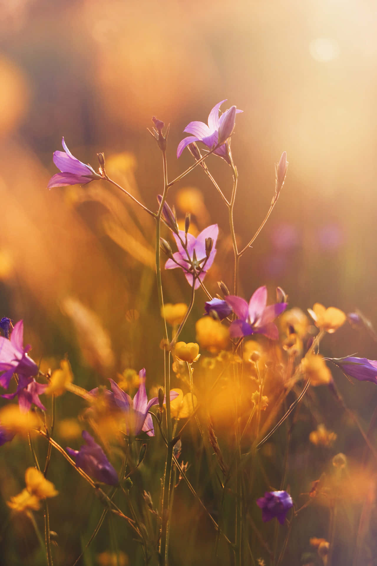 Enäng Av Blommor Med Solen Som Lyser På Dem