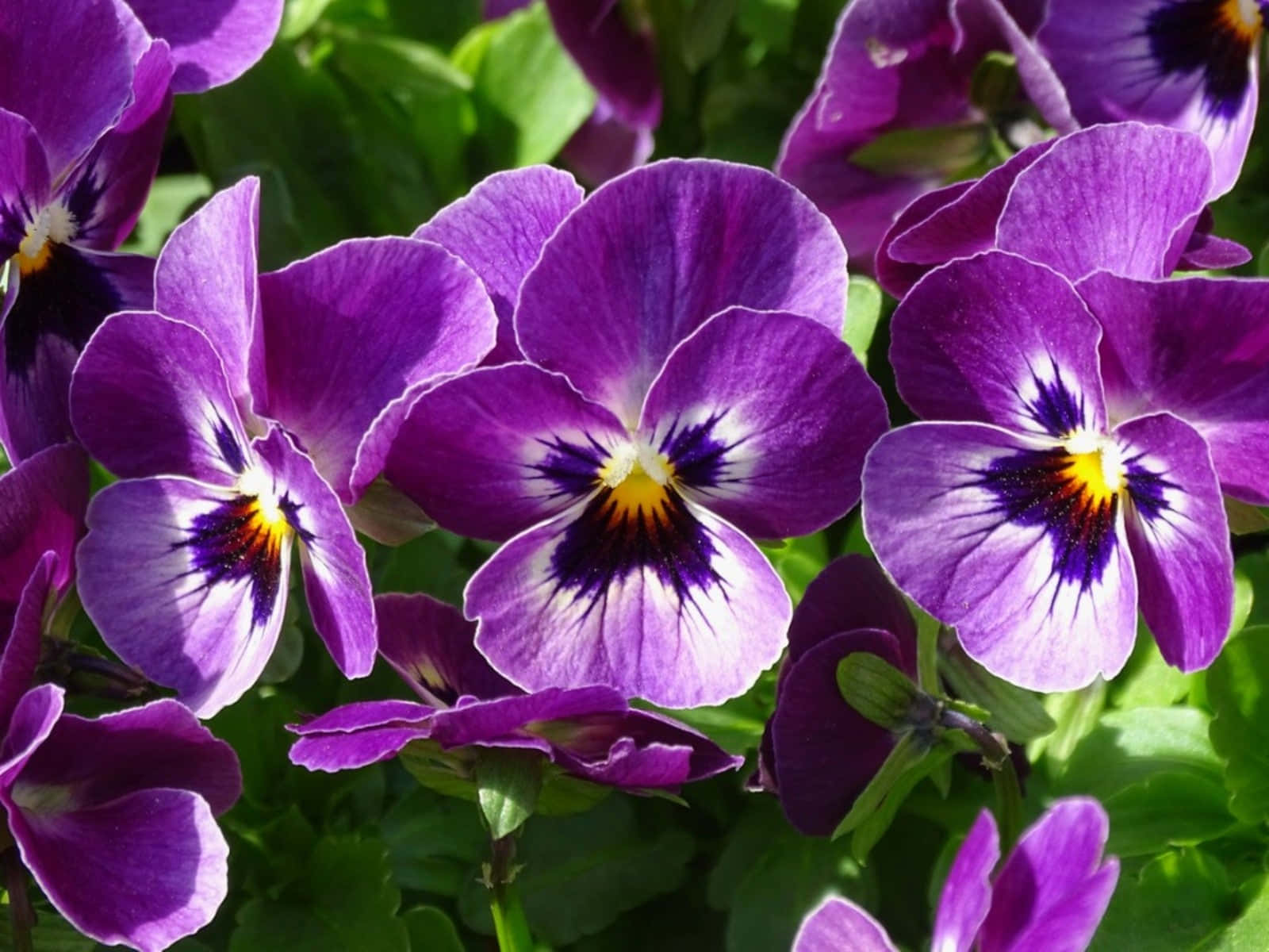 A Beautiful Purple Flower