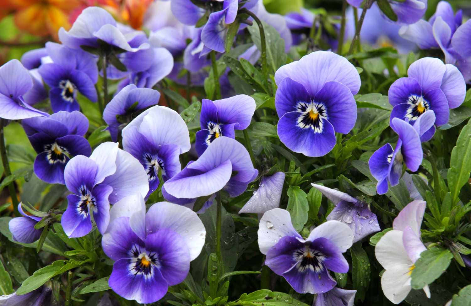 A beautiful Purple Flower