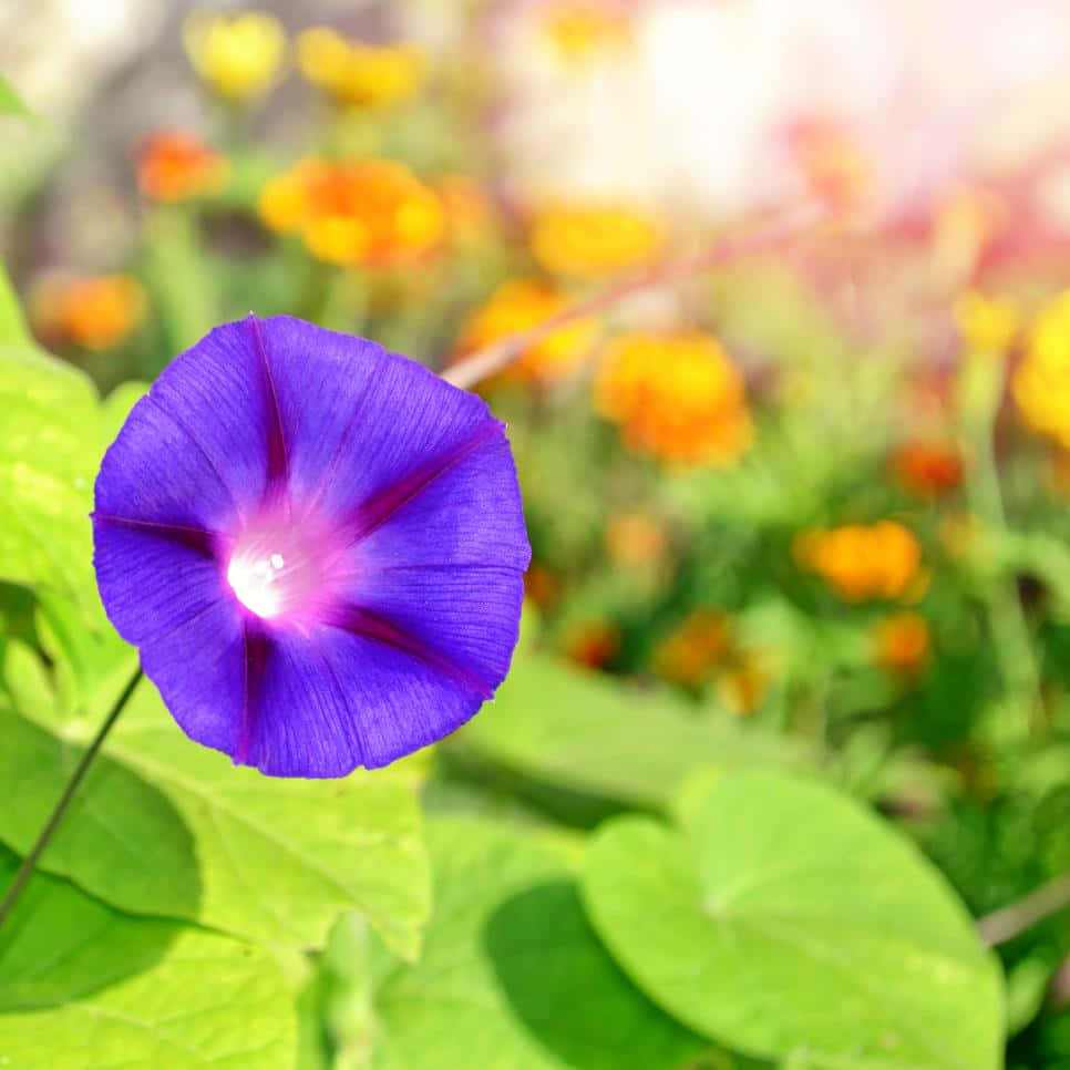 A beautiful purple flower in full bloom