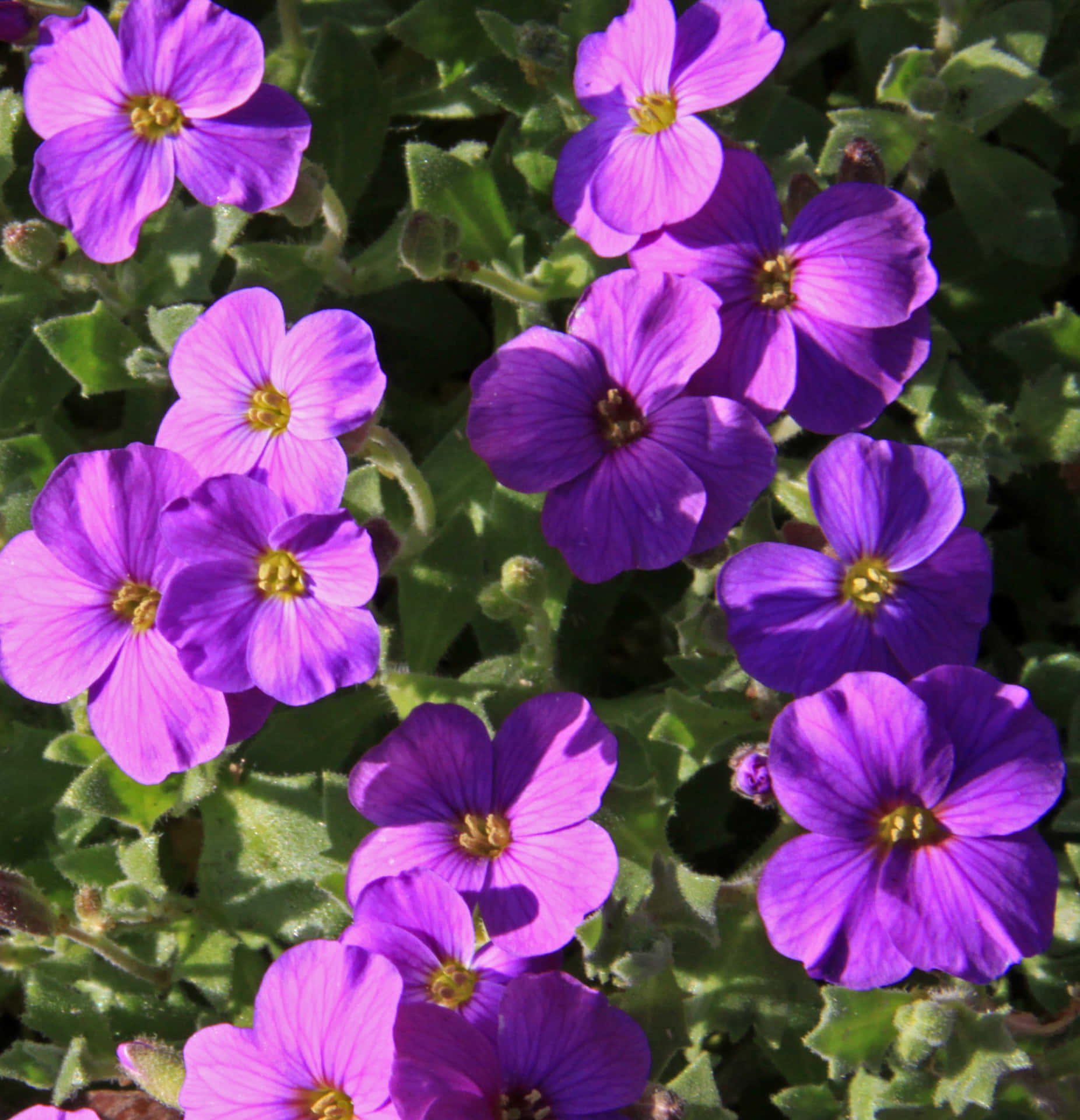 "A Delicate Purple Flower in Full Bloom"