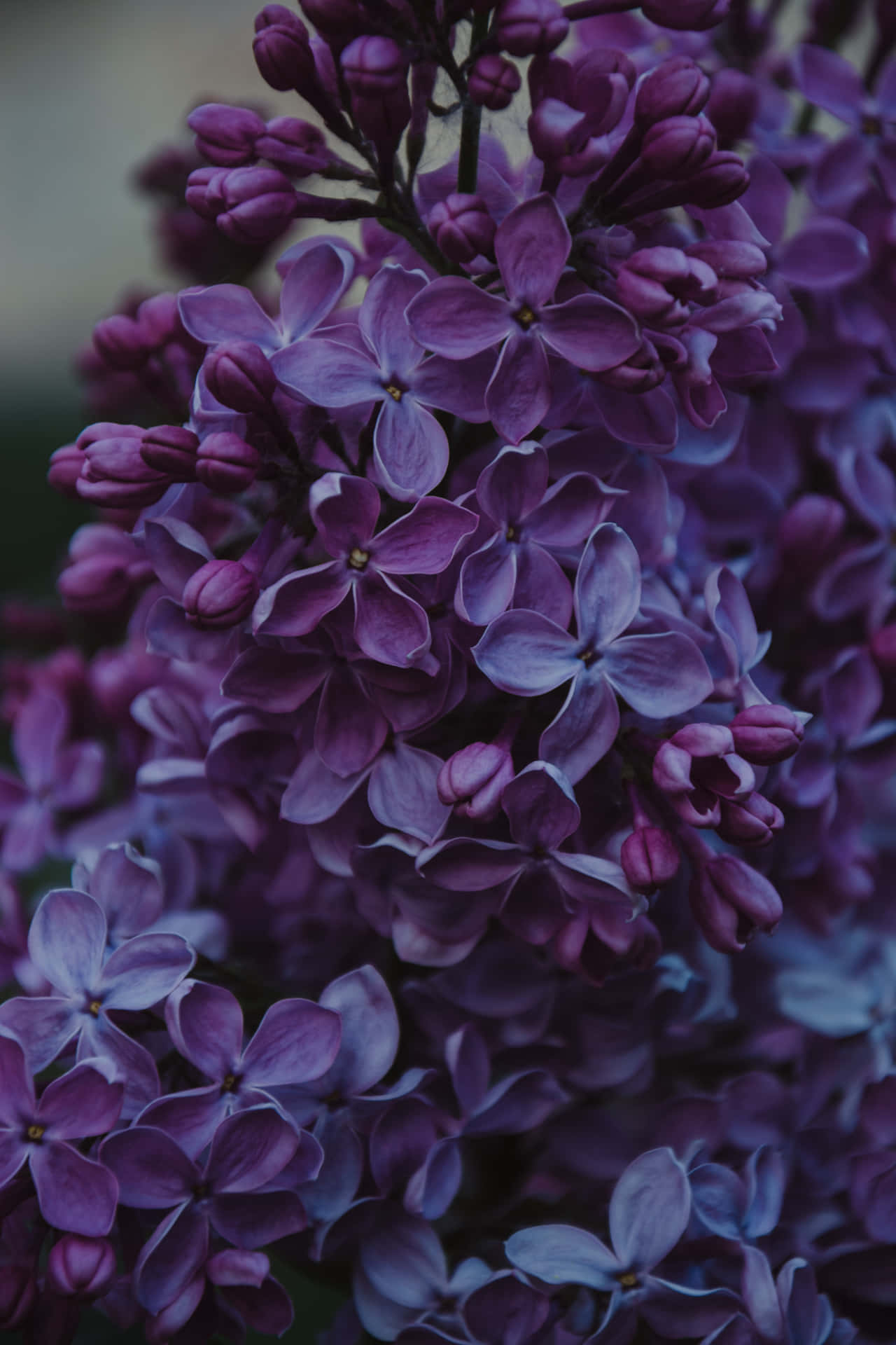 Purple Lilac Flowers In The Garden