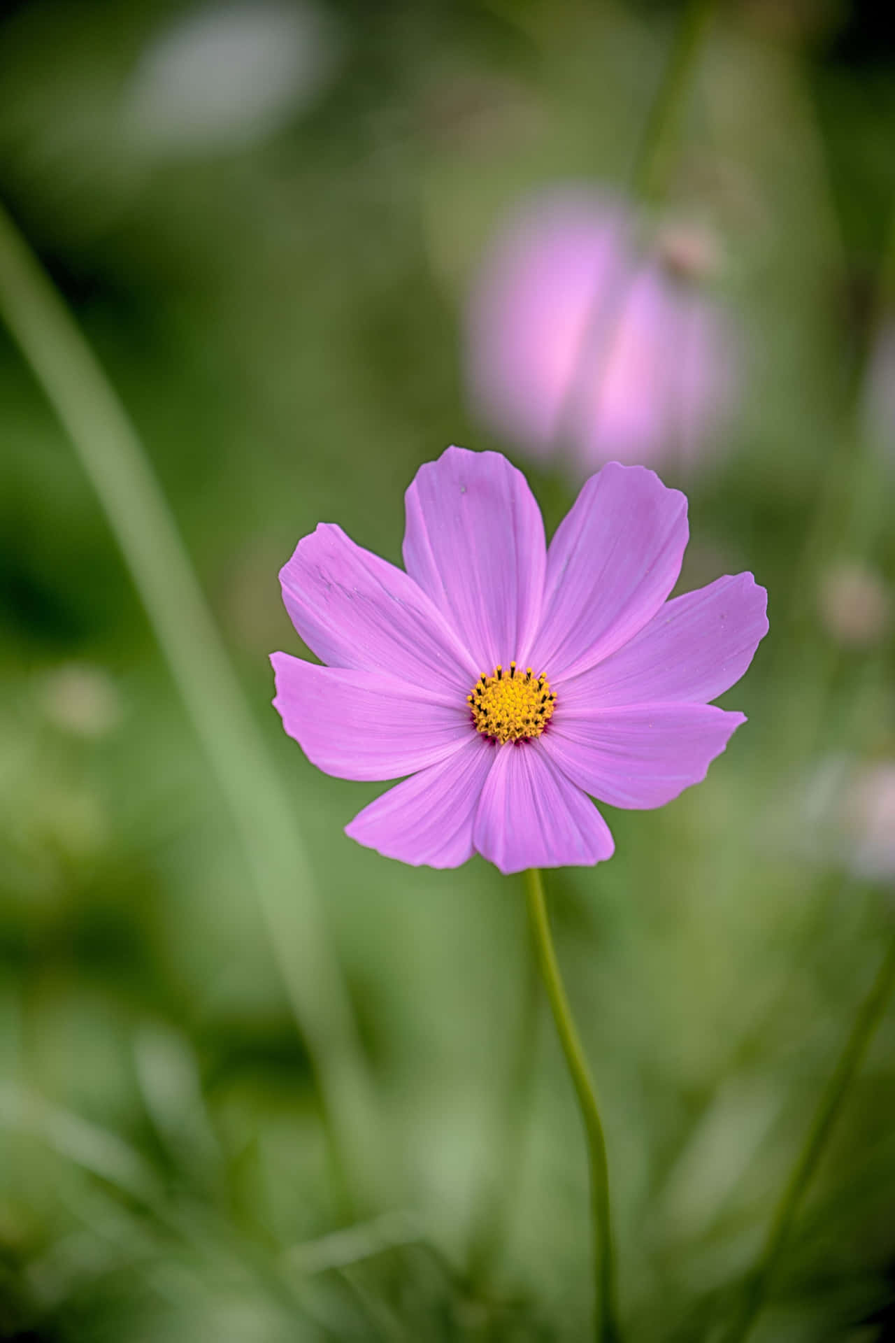A Purple Flower Is Standing In The Grass