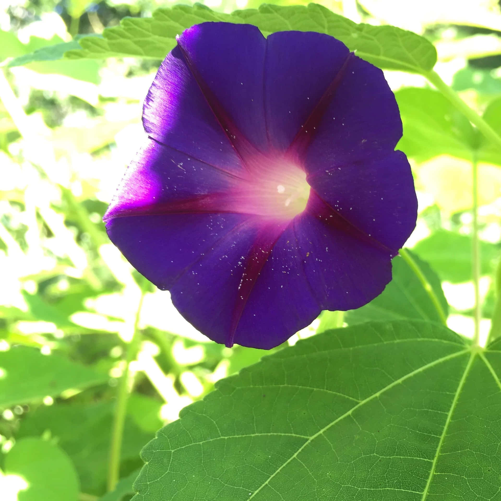 Beautiful Shining Purple Flower