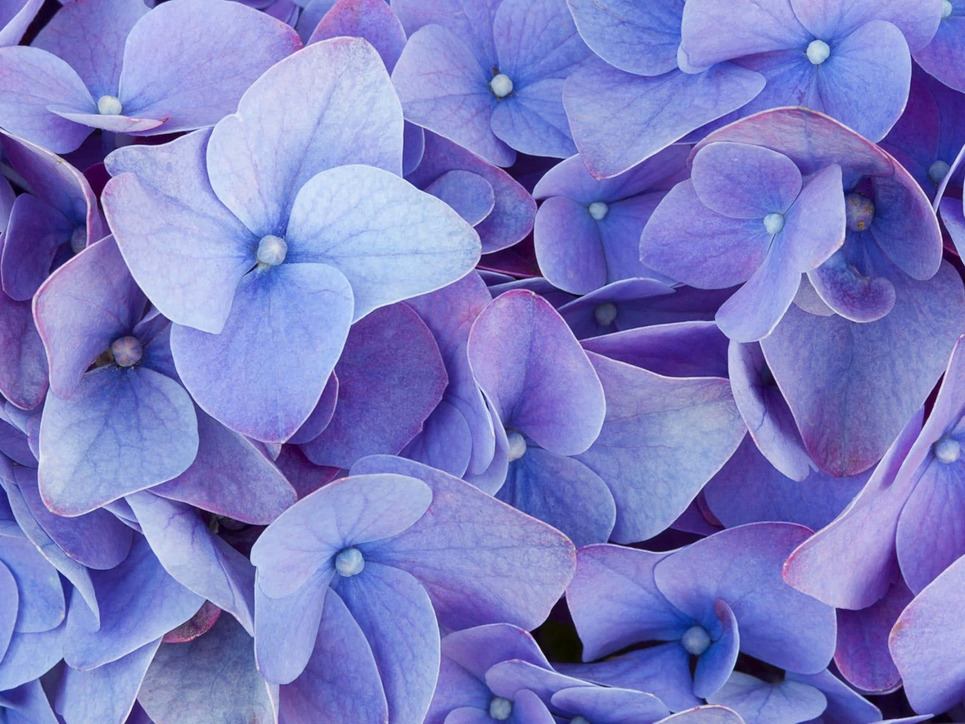 A Close Up Of A Bunch Of Blue Flowers