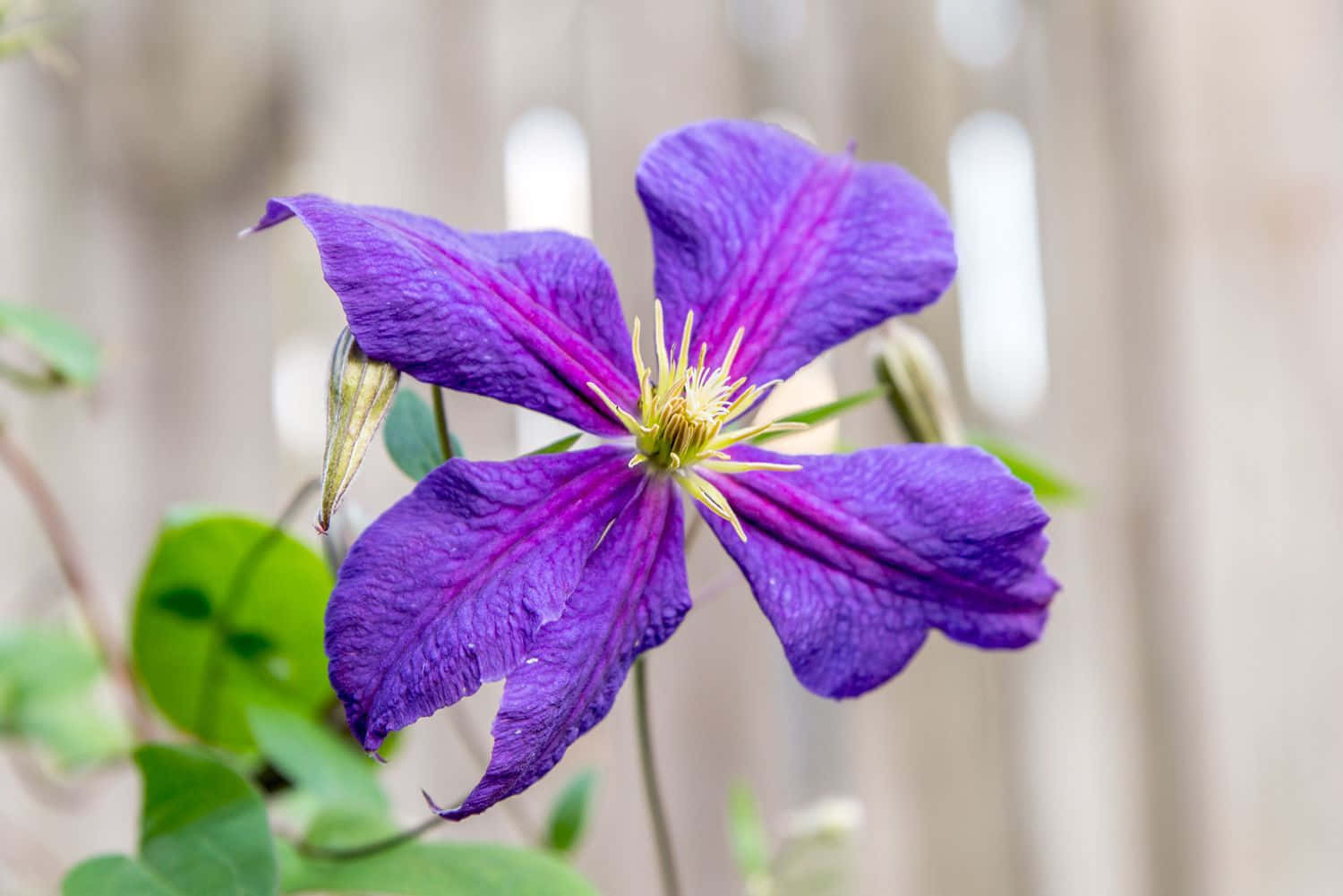 Clematis Flower In Front Of A Wooden Fence