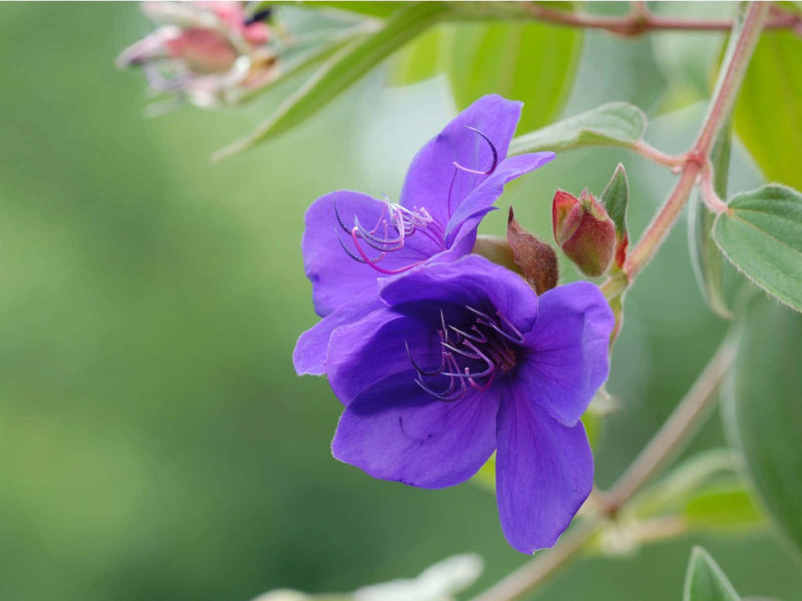 Mystic beauty of a purple flower