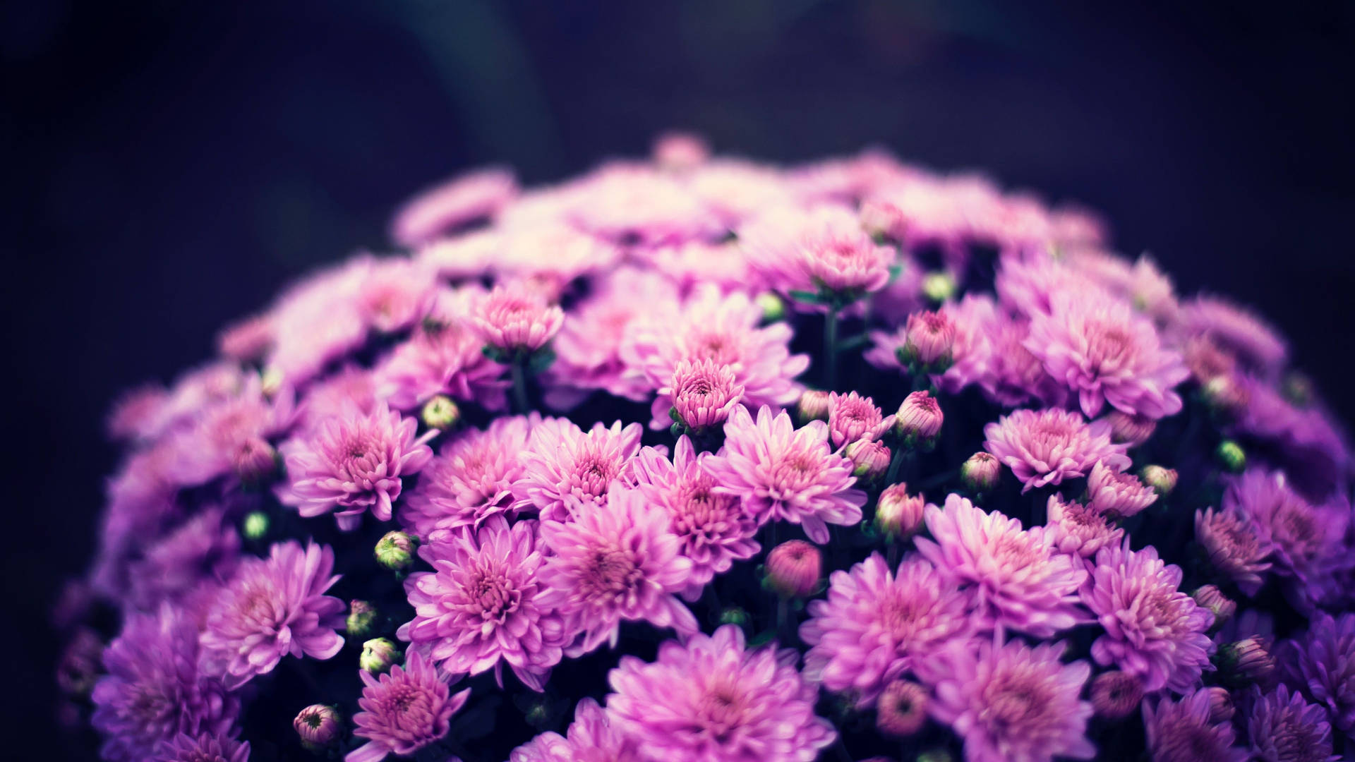 Purple Flower Rounded Hedge Background