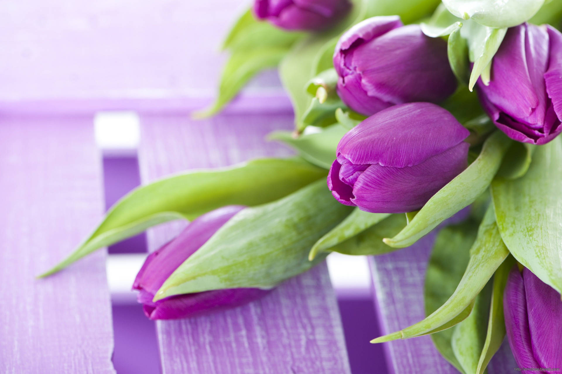 Purple Flower Tulips With Leaves Wallpaper