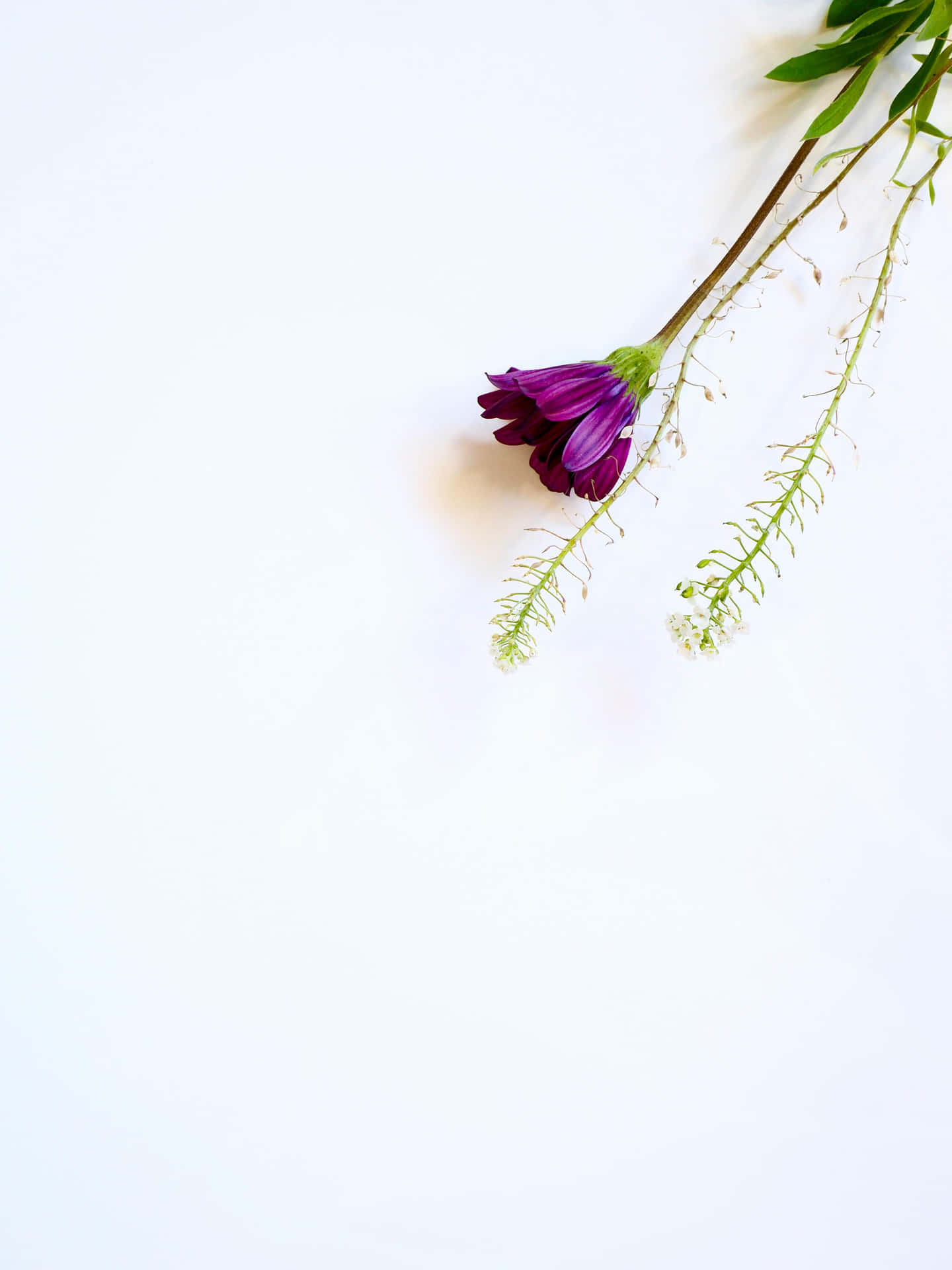 Purple Flower White Background Wallpaper