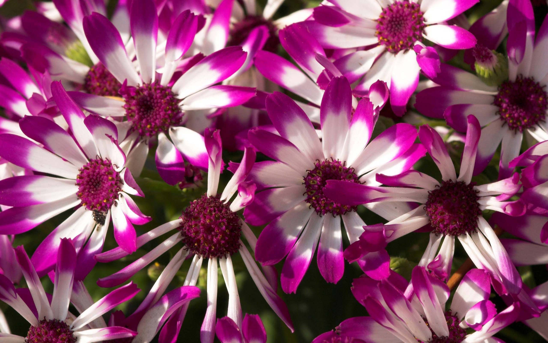 Purple Flower With White Centered Petals Background