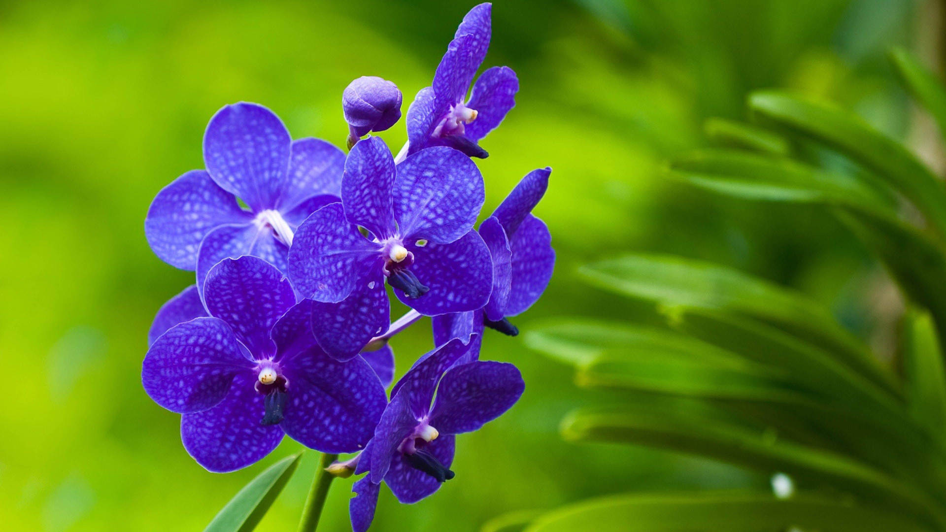 Purple Flower With White Spots Wallpaper