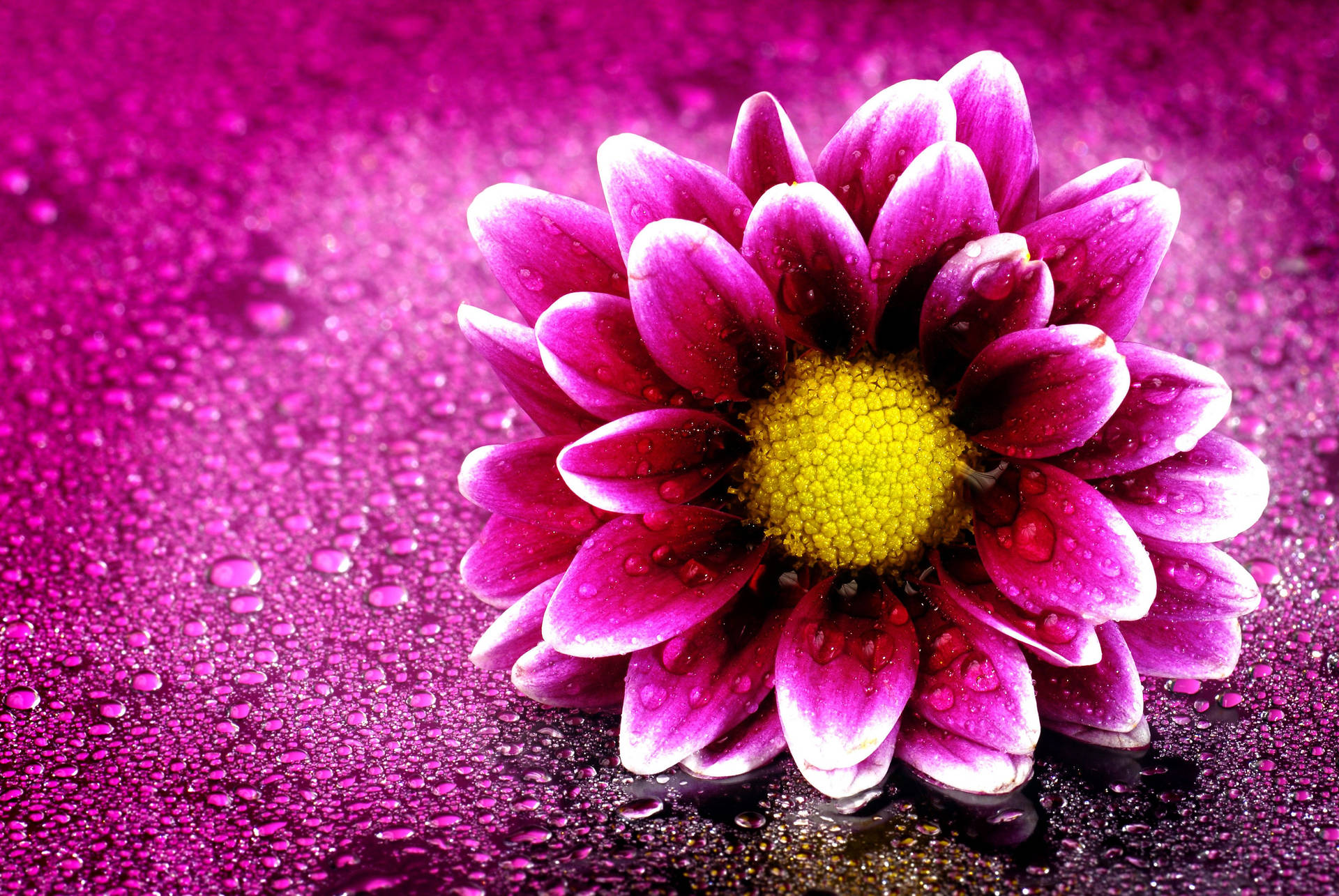 Purple Flower With White Tinges Background