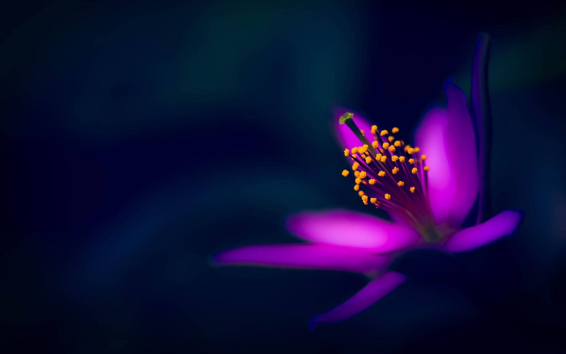 Purple Flower With Yellow-tipped Pistils Wallpaper