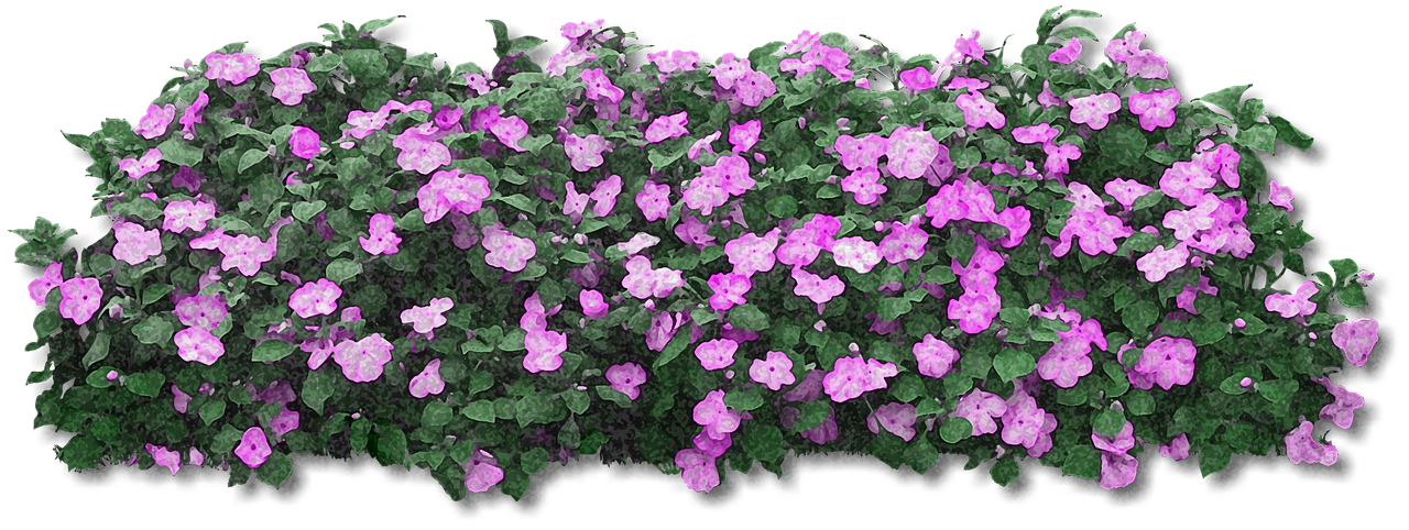 Purple Flowering Shrub Isolatedon Black PNG