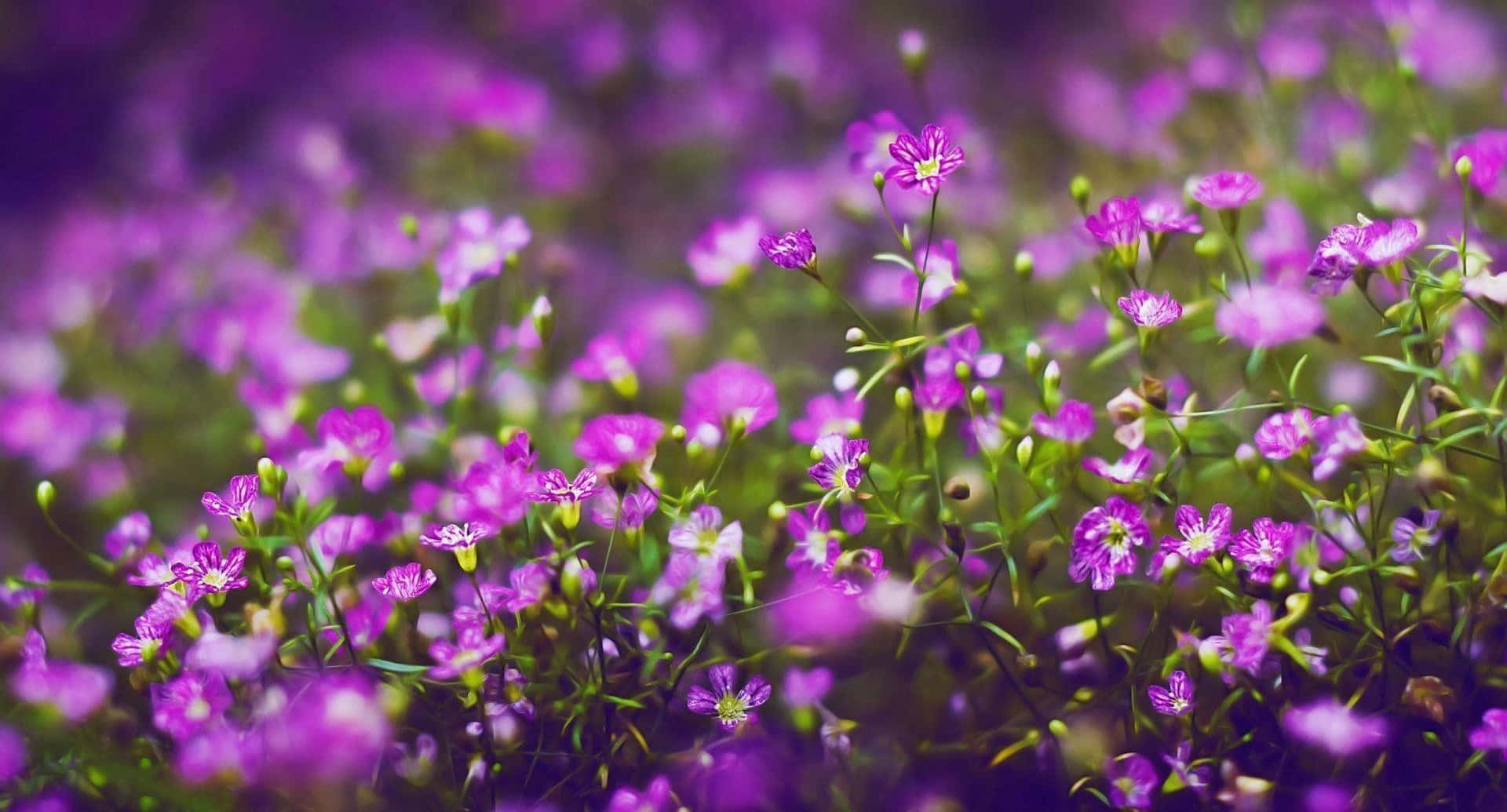 Stunning Purple Flowers Background