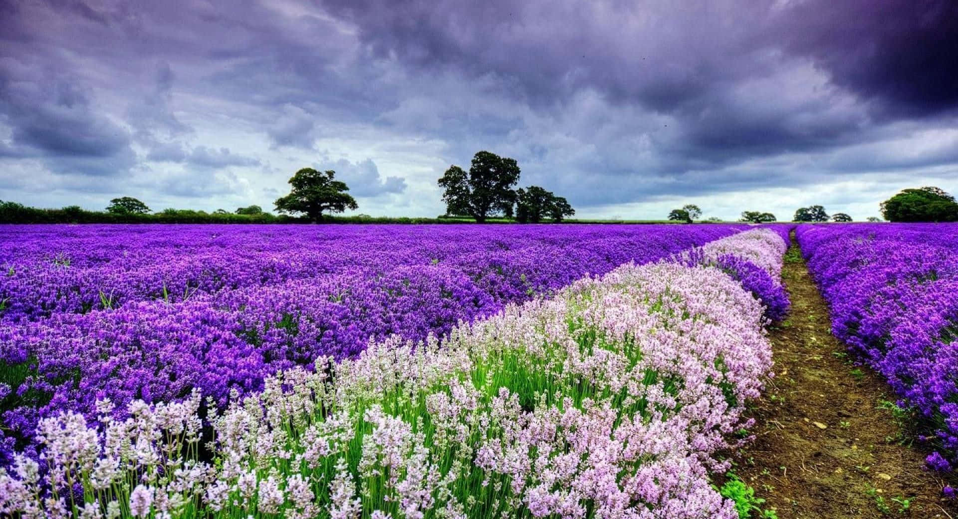 Enchanting Purple Flowers Bloom in a Serene Field