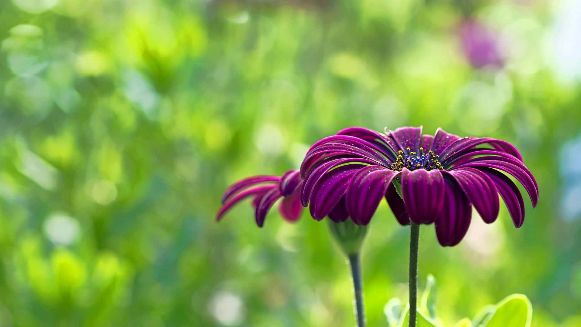 Captivating Purple Flower Background
