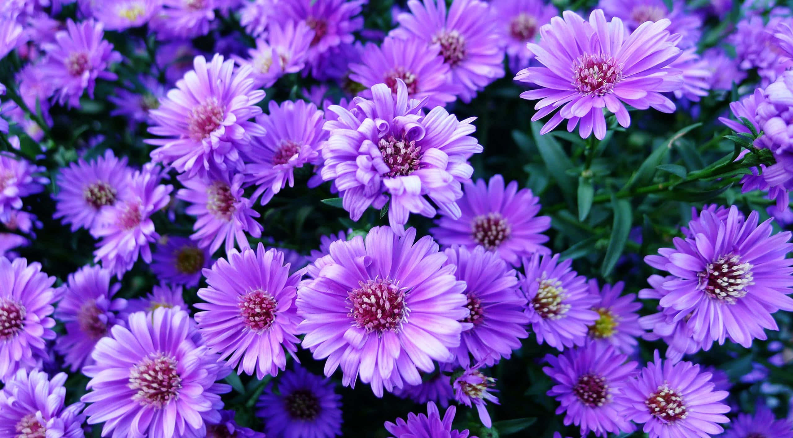 Beautiful Purple Flowers Blooming in a Vibrant Garden