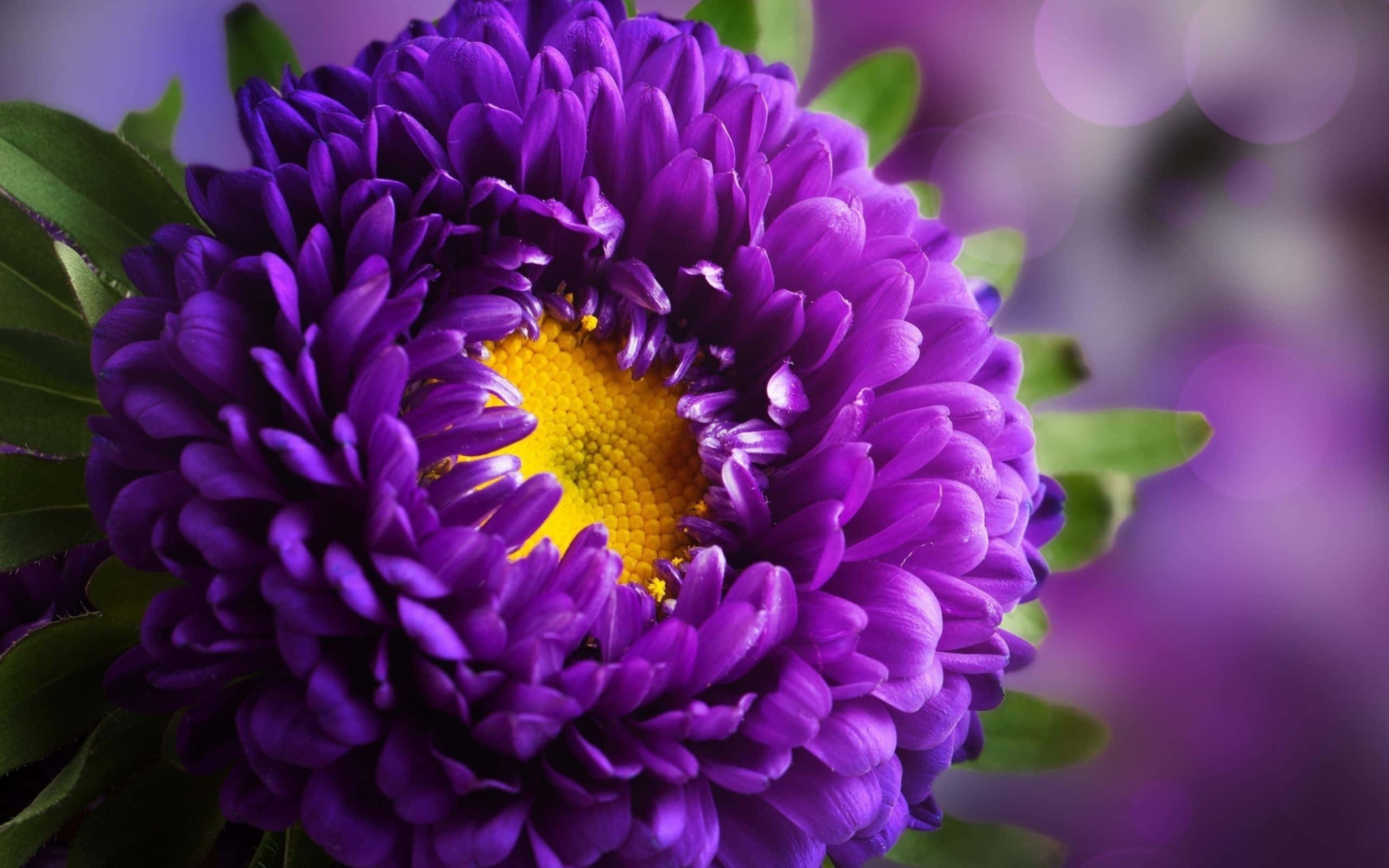 Captivating Purple Flowers Background