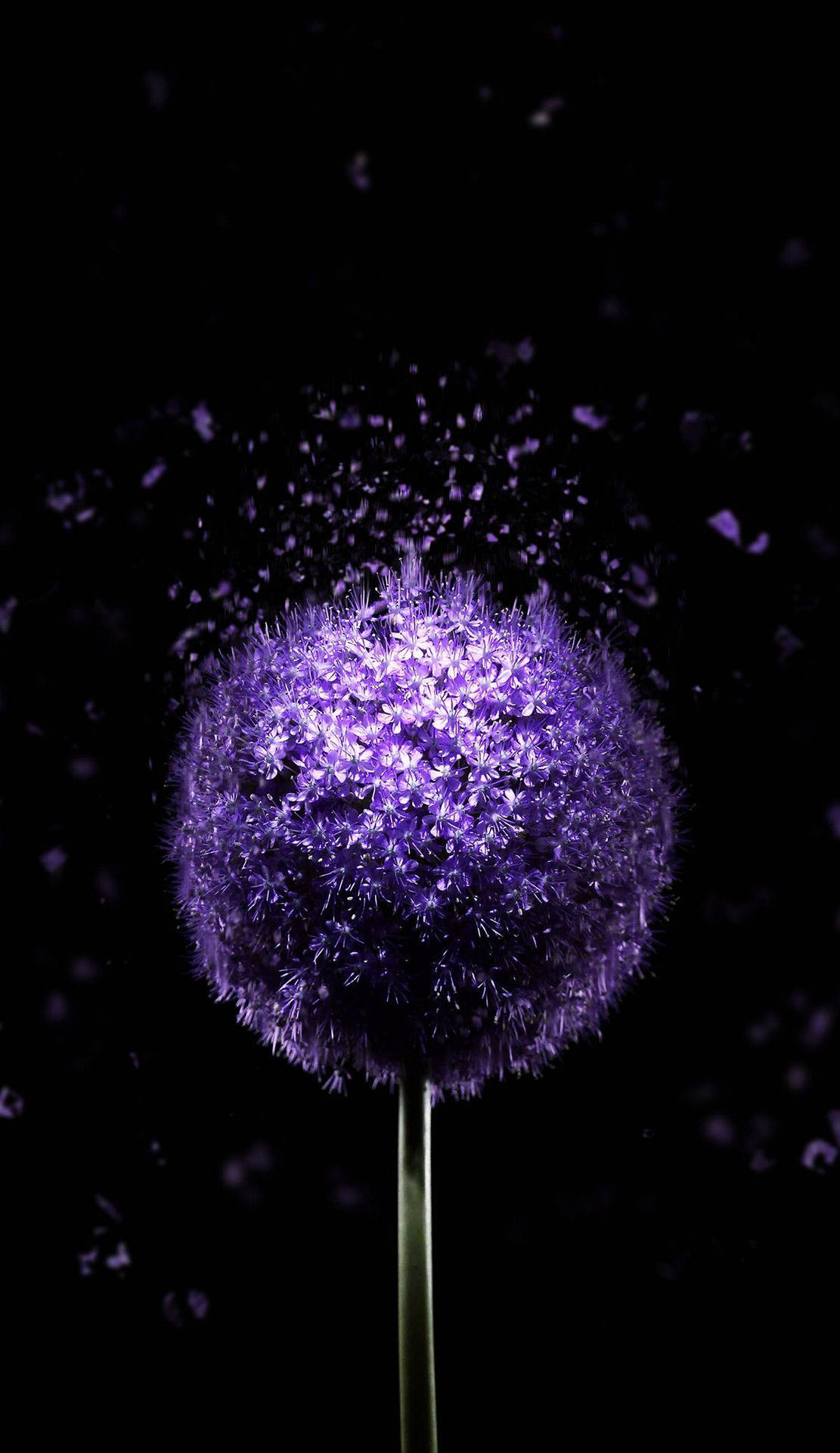Purple Flowers Iphone X Amoled Wallpaper