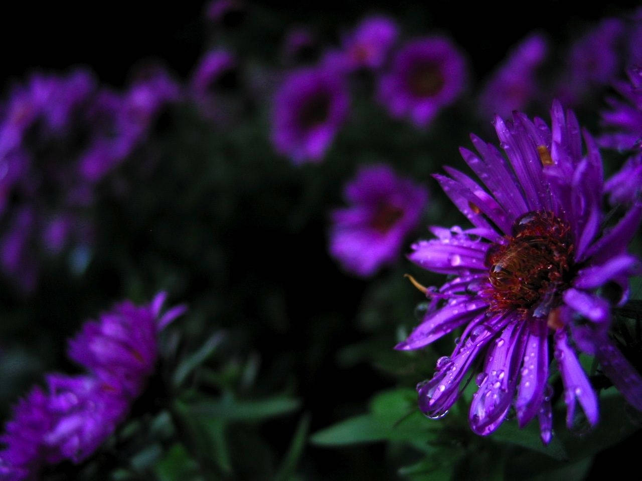 Purple Flowers Leaves And Stems Background