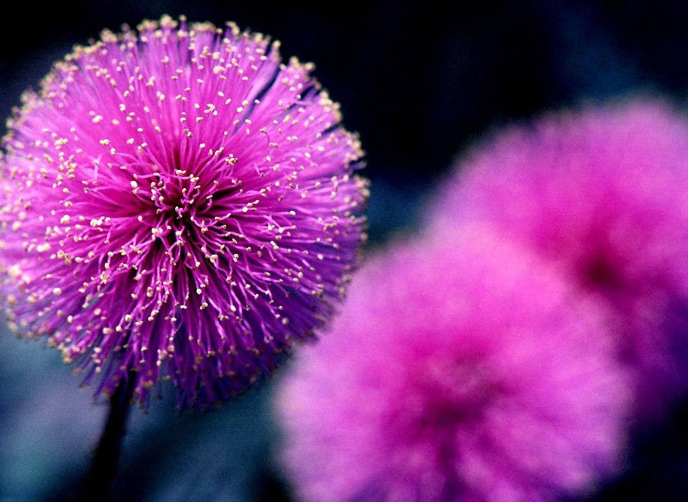 Purple Flowers Nutall’s Sensitive Briar Selective Focus Background