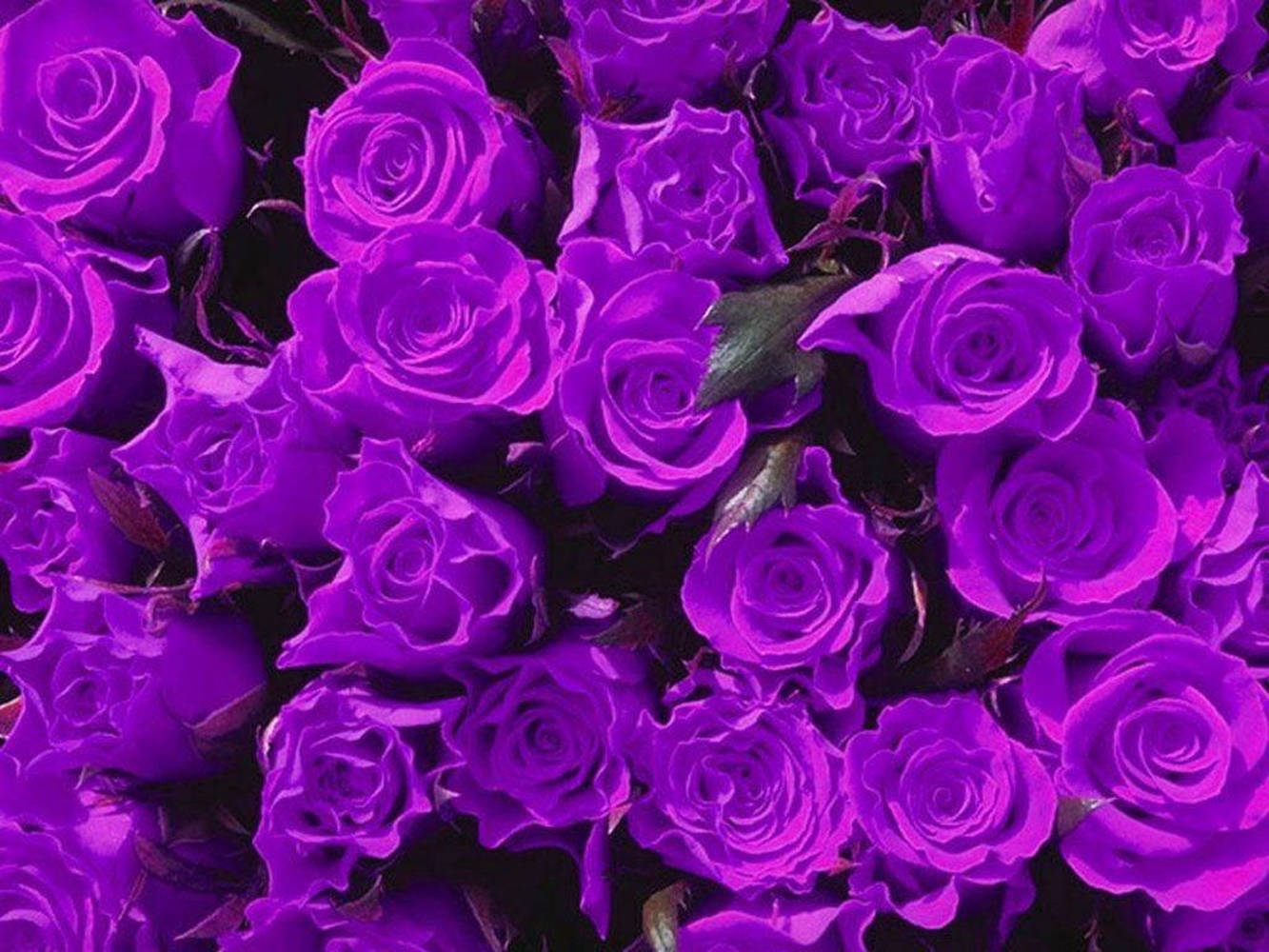 Purple Flowers Roses Close Up Shot Wallpaper