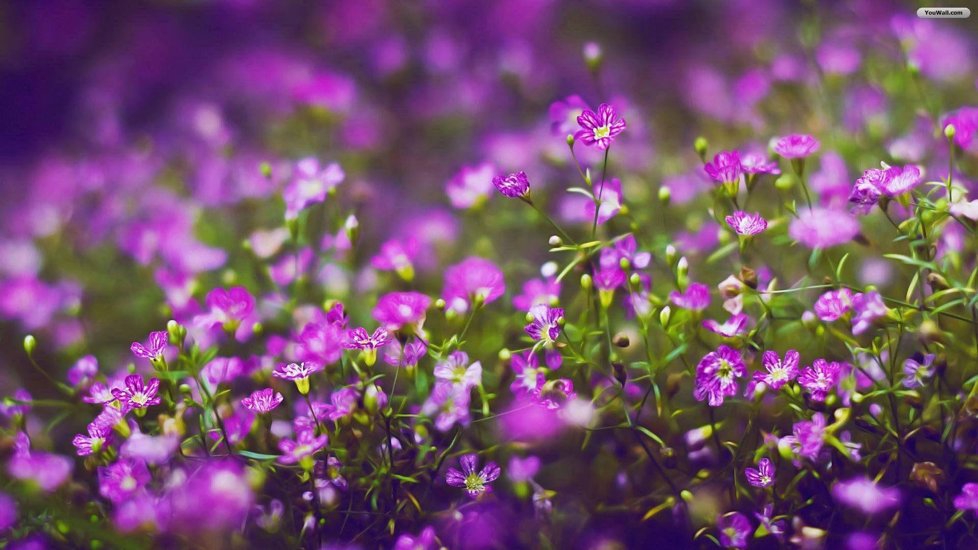 Purple Flowers Under Natural Light Wallpaper