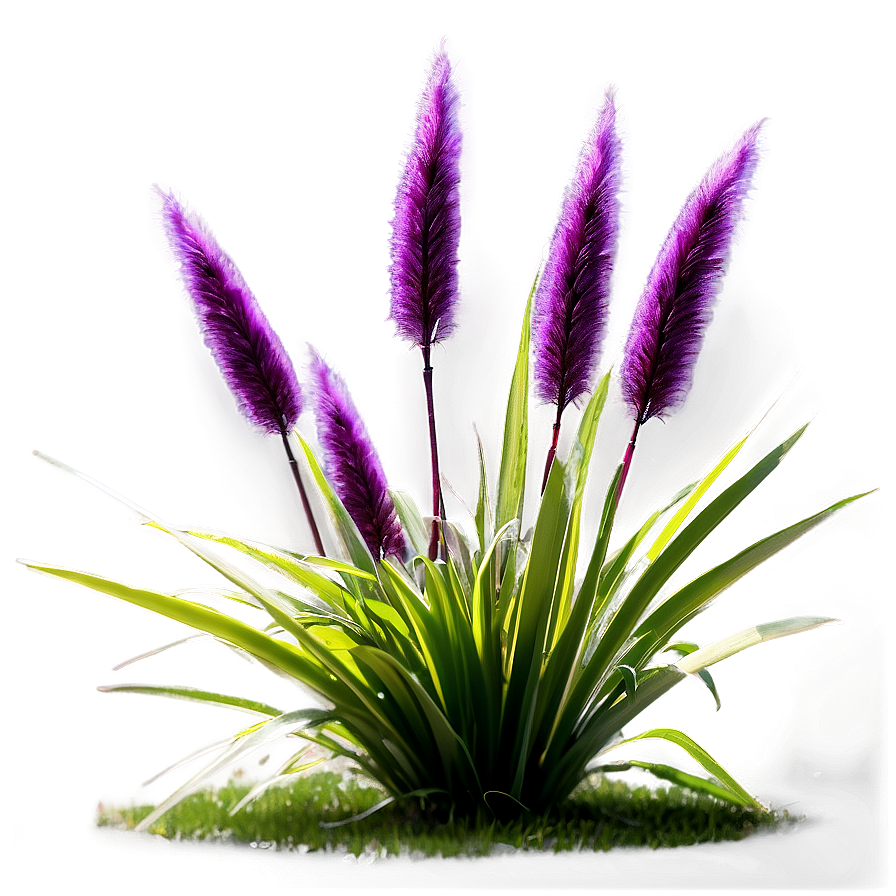 Purple Fountain Grass Png 06212024 PNG