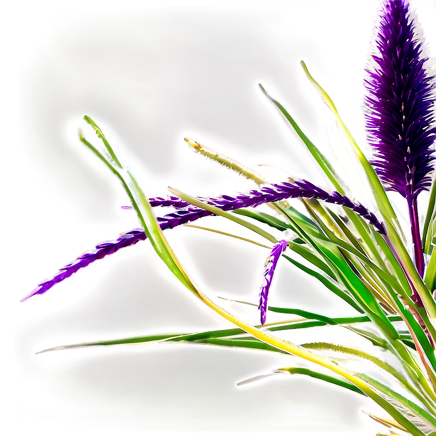 Purple Fountain Grass Png 06212024 PNG