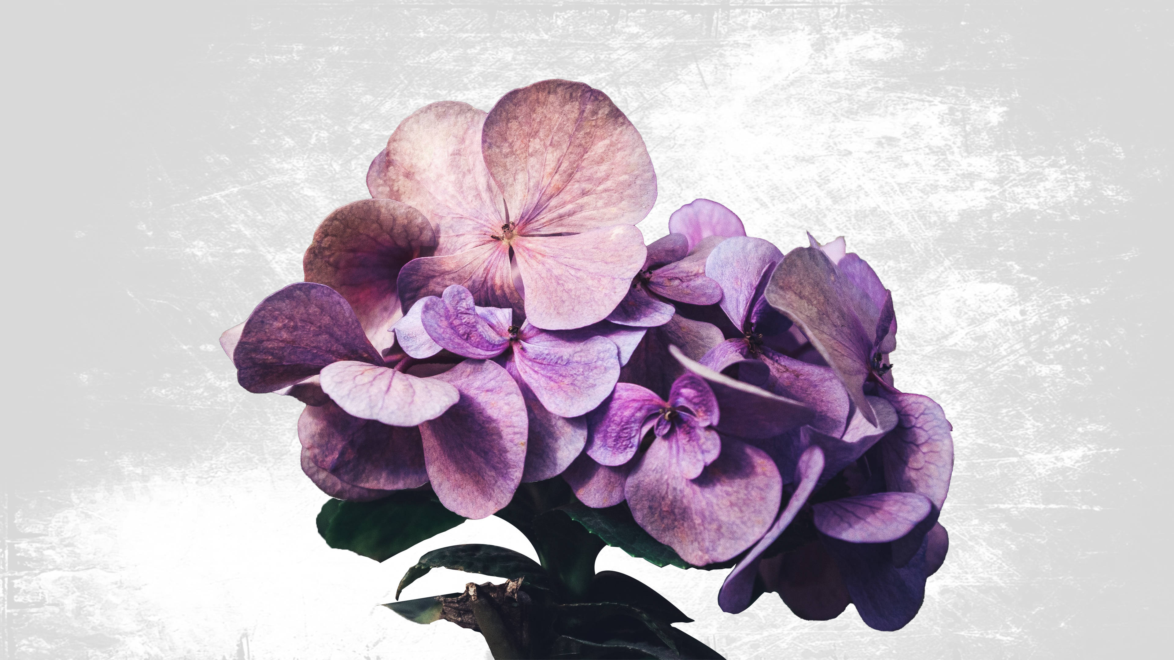 Purple French Hydrangea Minimalist Plant Wallpaper
